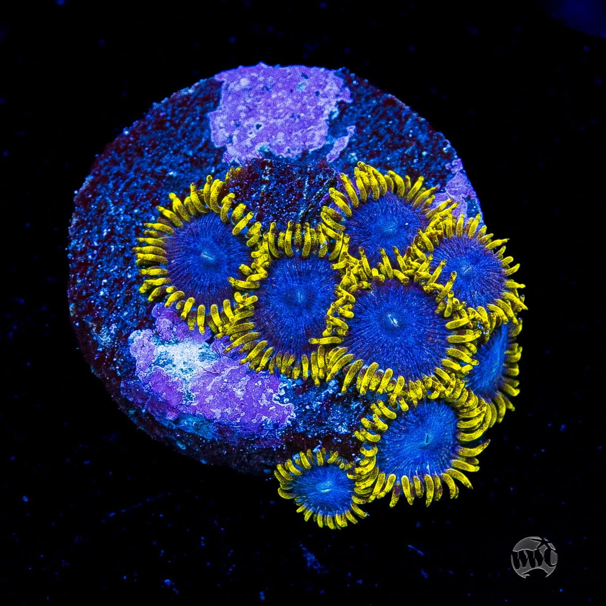 WWC Blue Angels Zoanthids