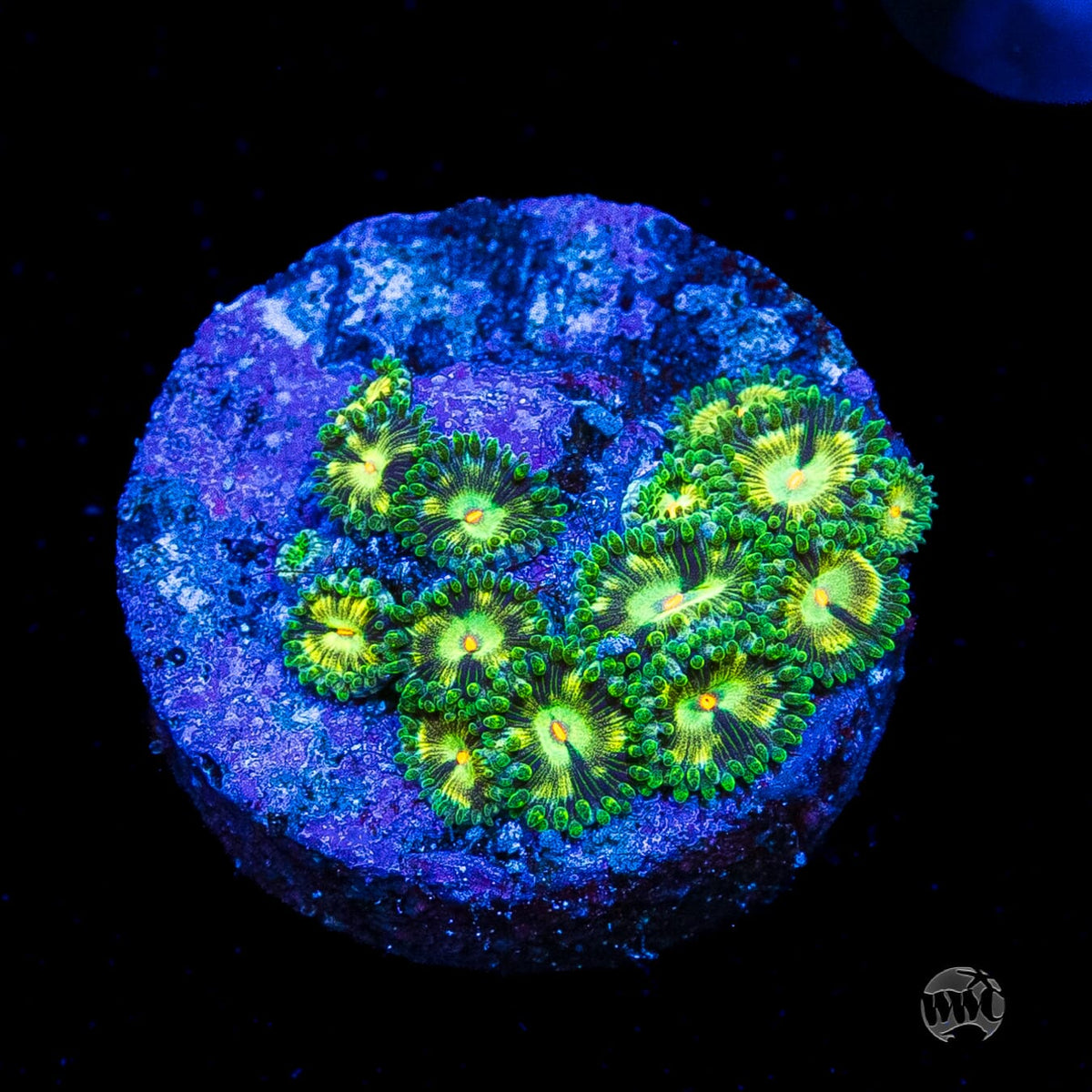 WWC Emerald Nightmare Zoanthids
