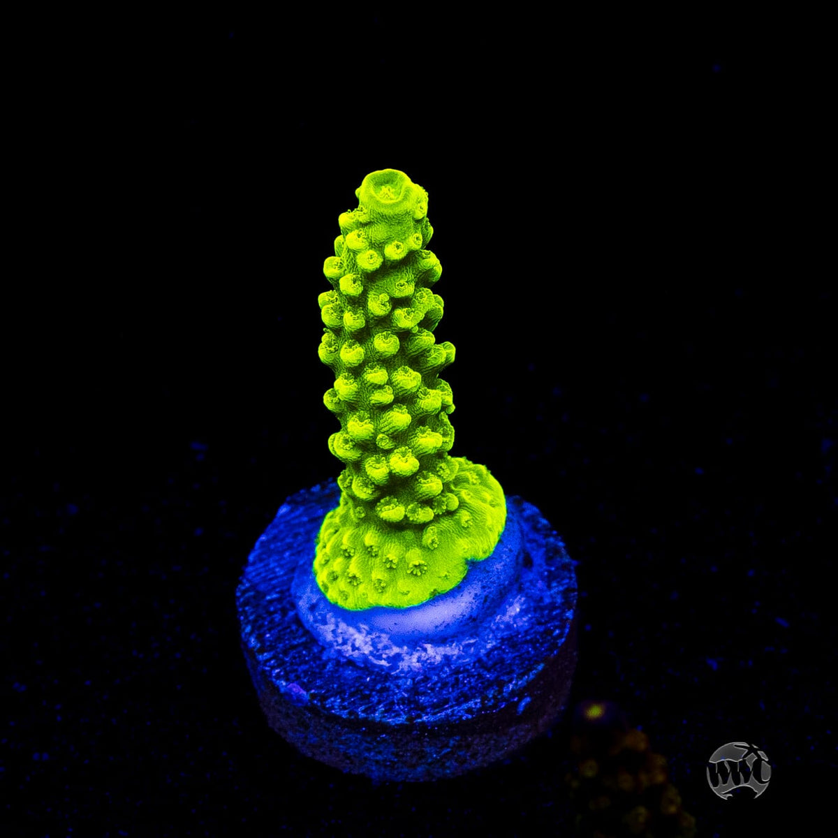 Green Slimer Acropora