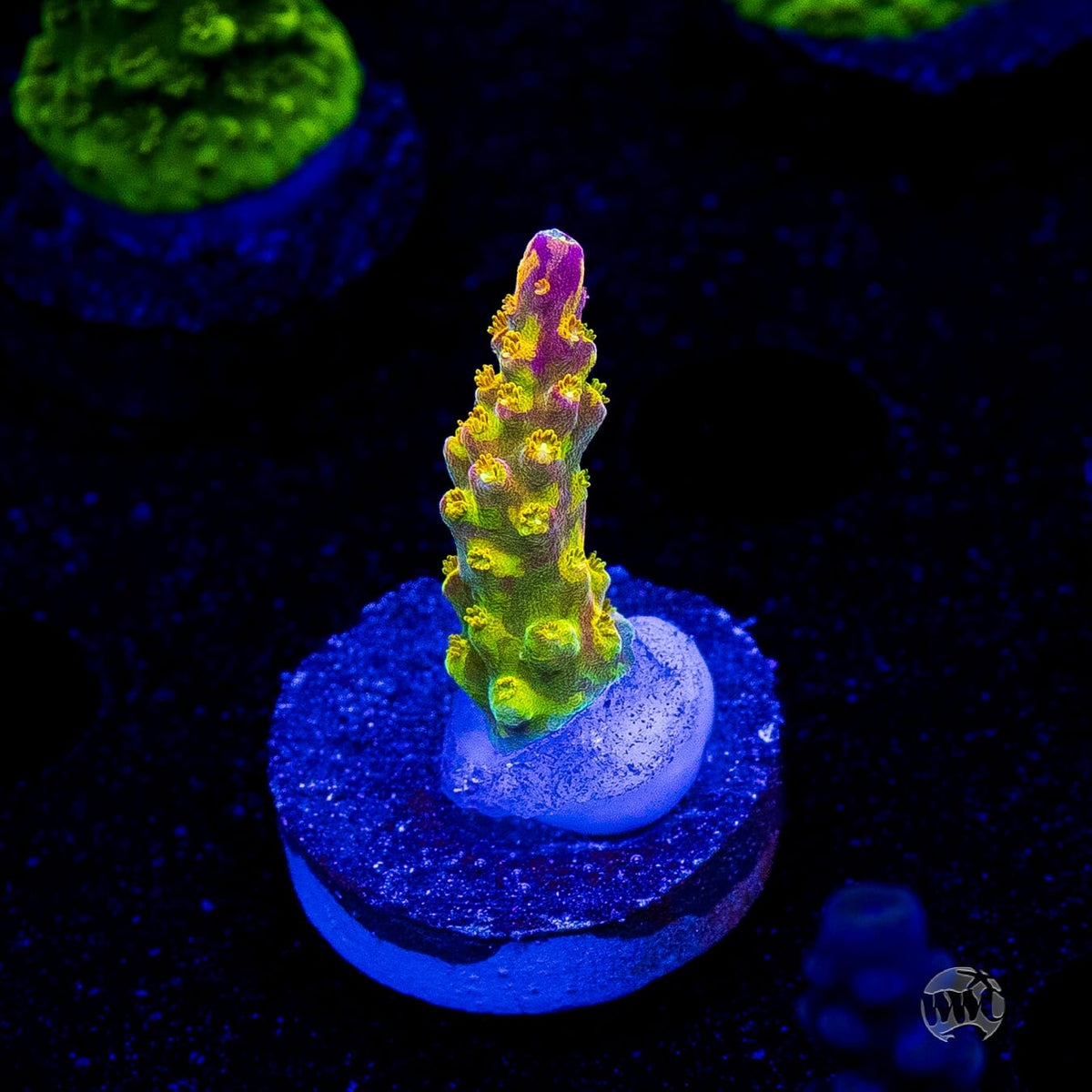 Paletta Pink Tip Acropora