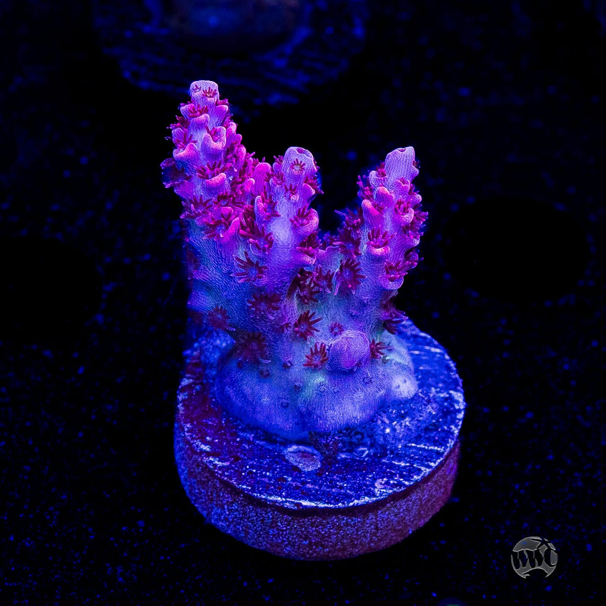 WWC Ruby Runner Acropora