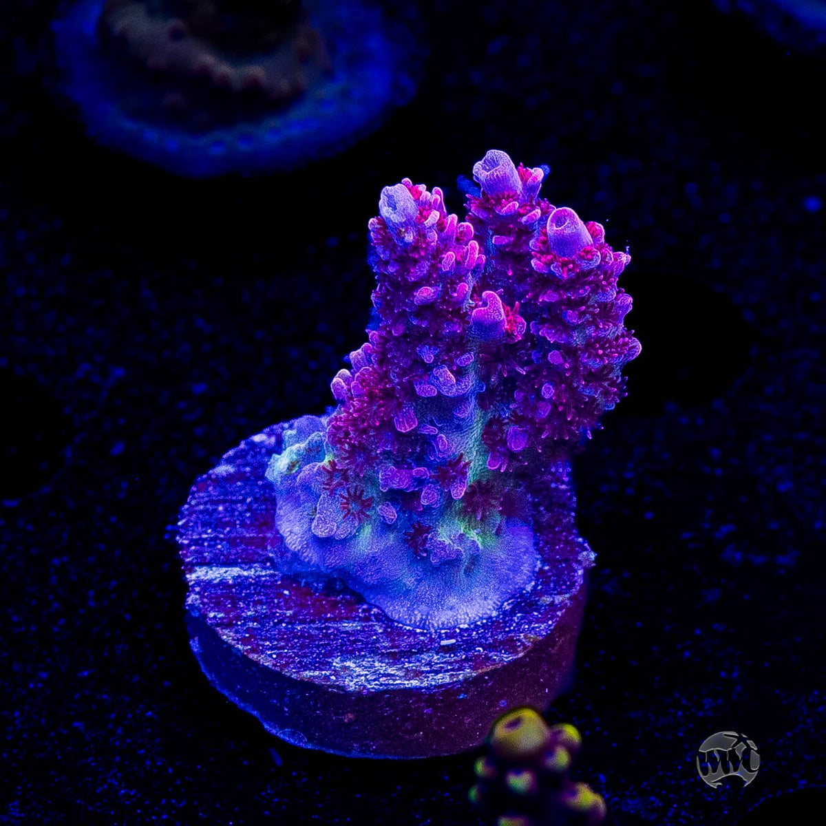 WWC Ruby Runner Acropora