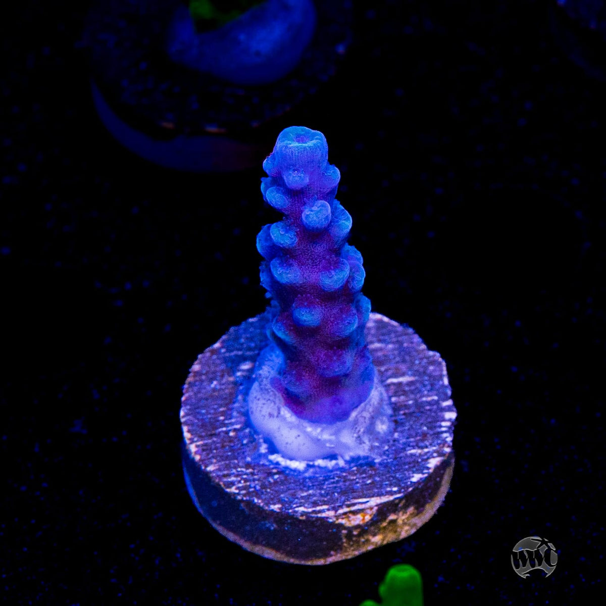 Oregon Tort Acropora