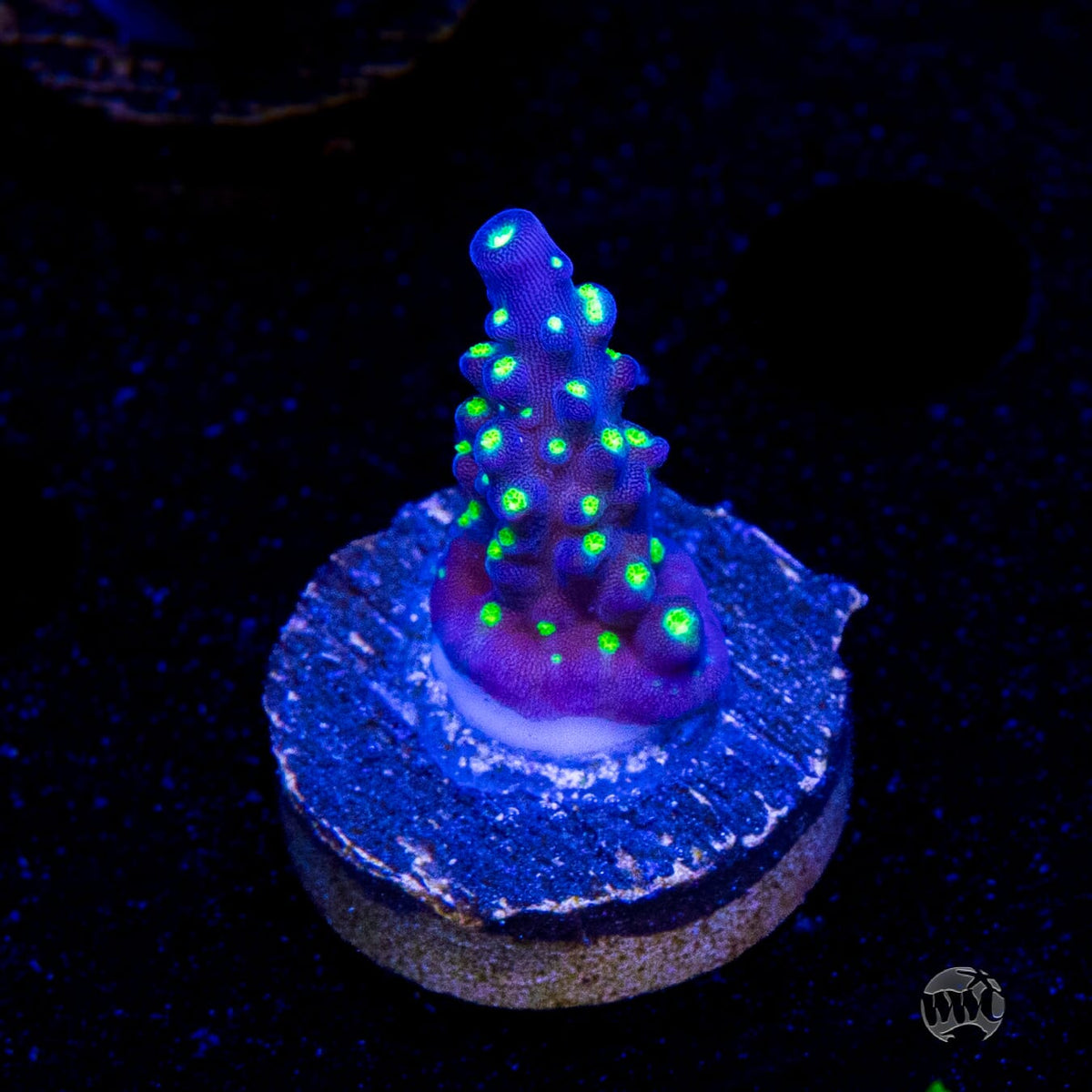 WWC Blueberry Fields Acropora