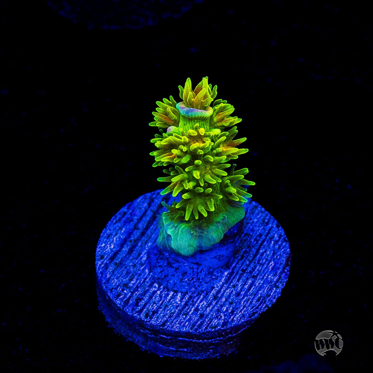 Jason Fox Homewrecker Tenuis Acropora