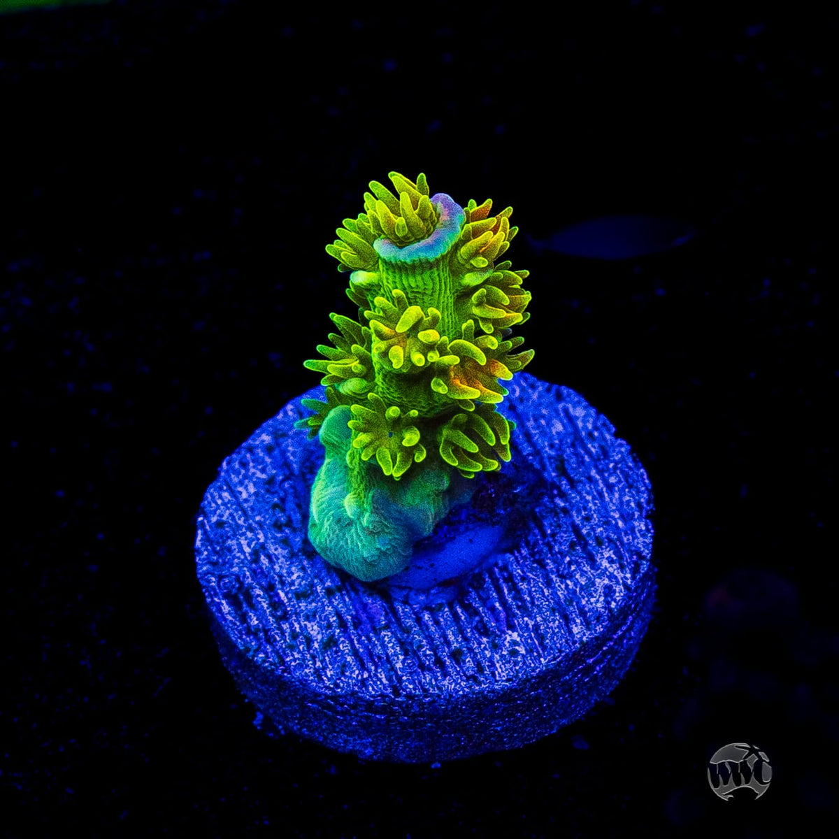 Jason Fox Homewrecker Tenuis Acropora