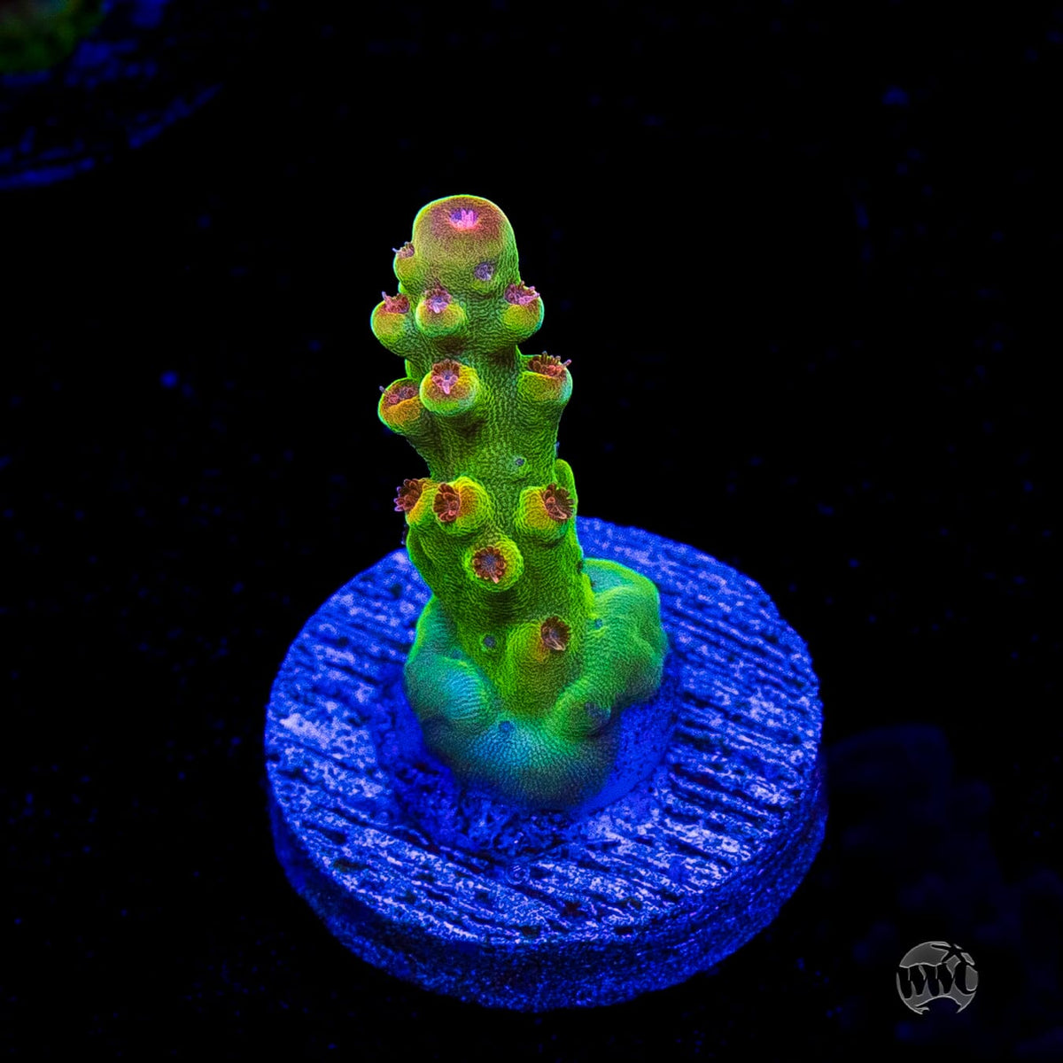 WWC Budgie Smuggler Acropora