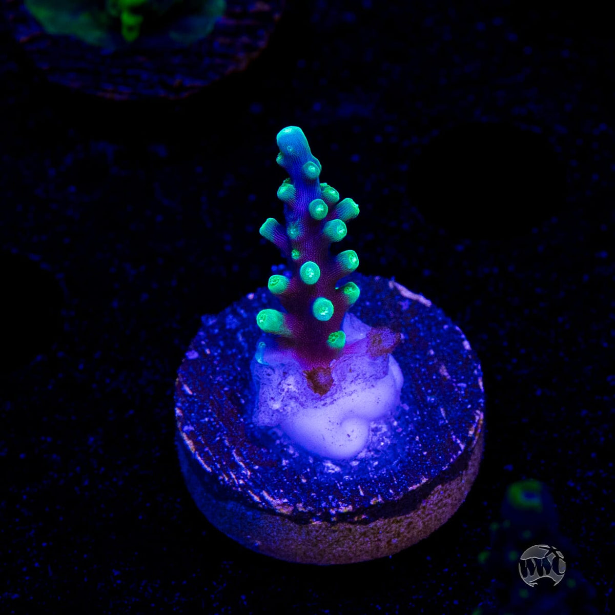 WWC Moonshine Acropora