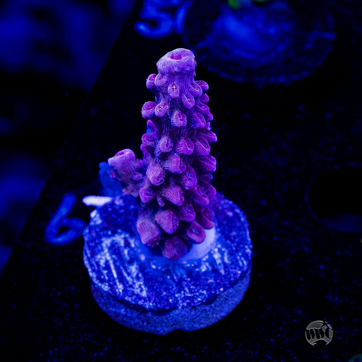 WWC Spyroz Stag Acropora