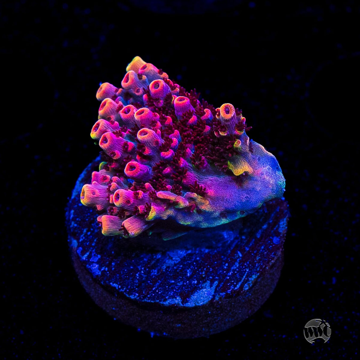 WWC Man of Steel Acropora