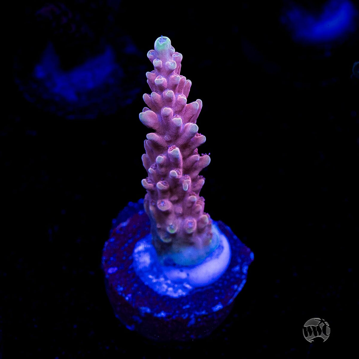 WWC Inner Planet Acropora