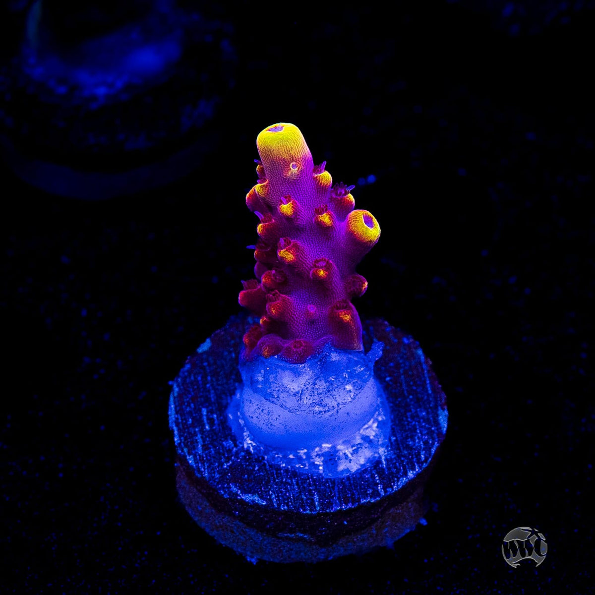 Jason Fox Fox Flame Acropora
