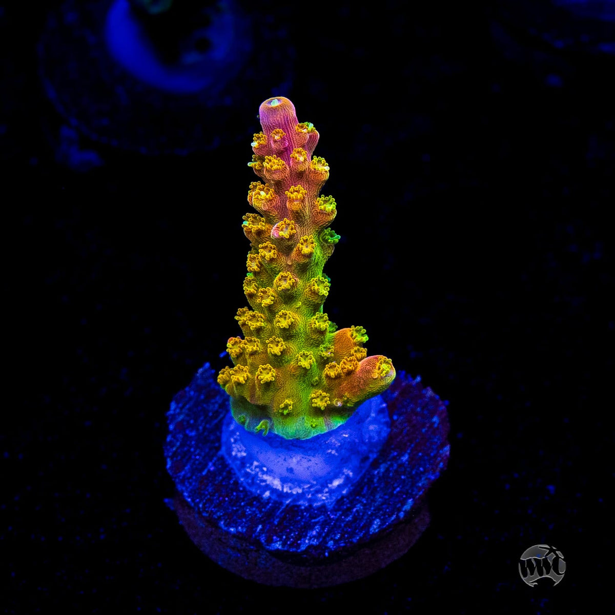RR Rainbow Loom Acropora