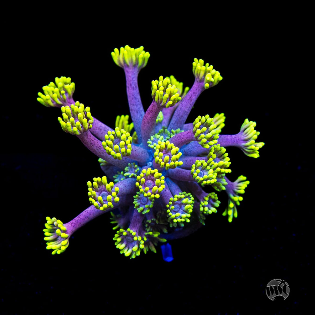 WWC Hail Hydra Goniopora