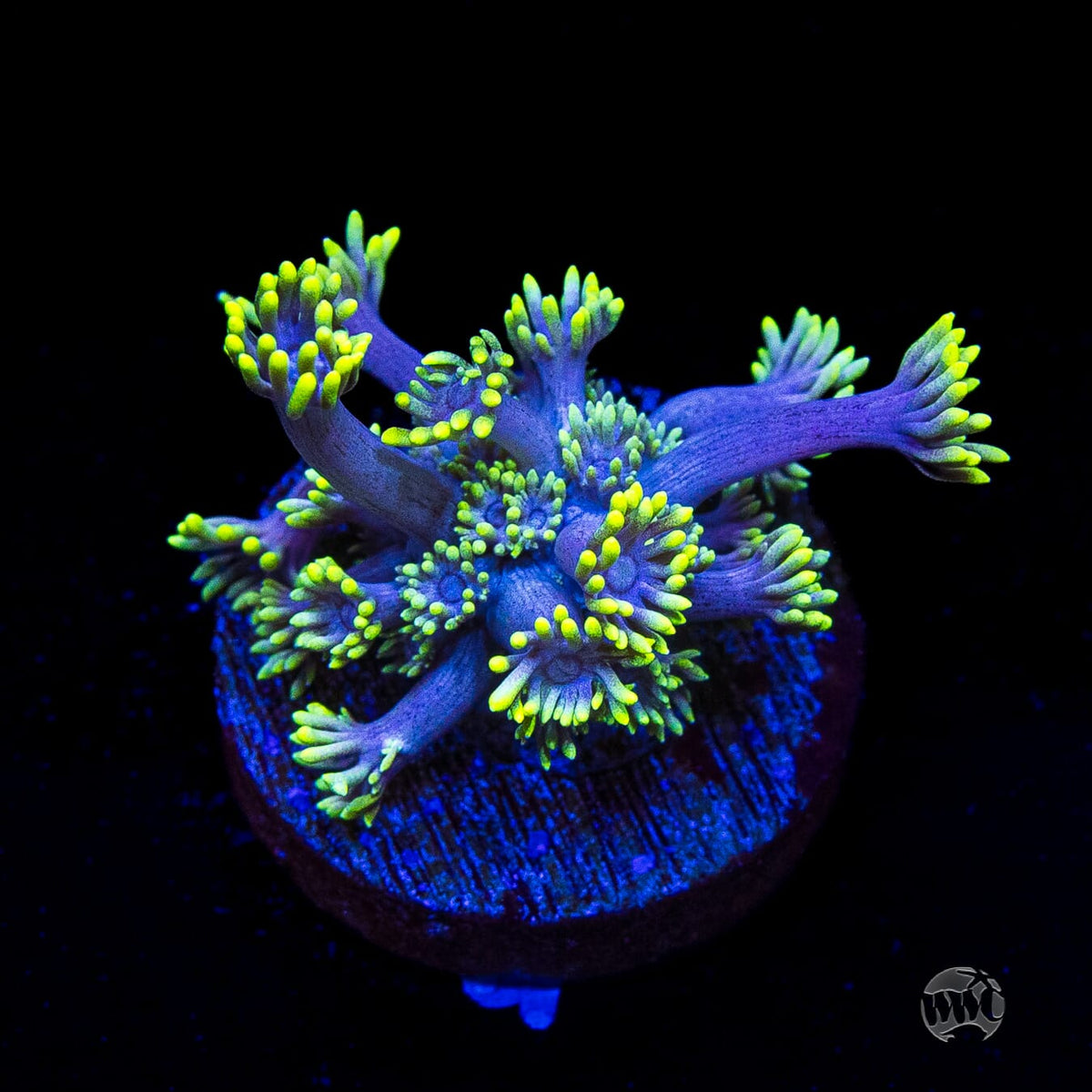 WWC Hail Hydra Goniopora