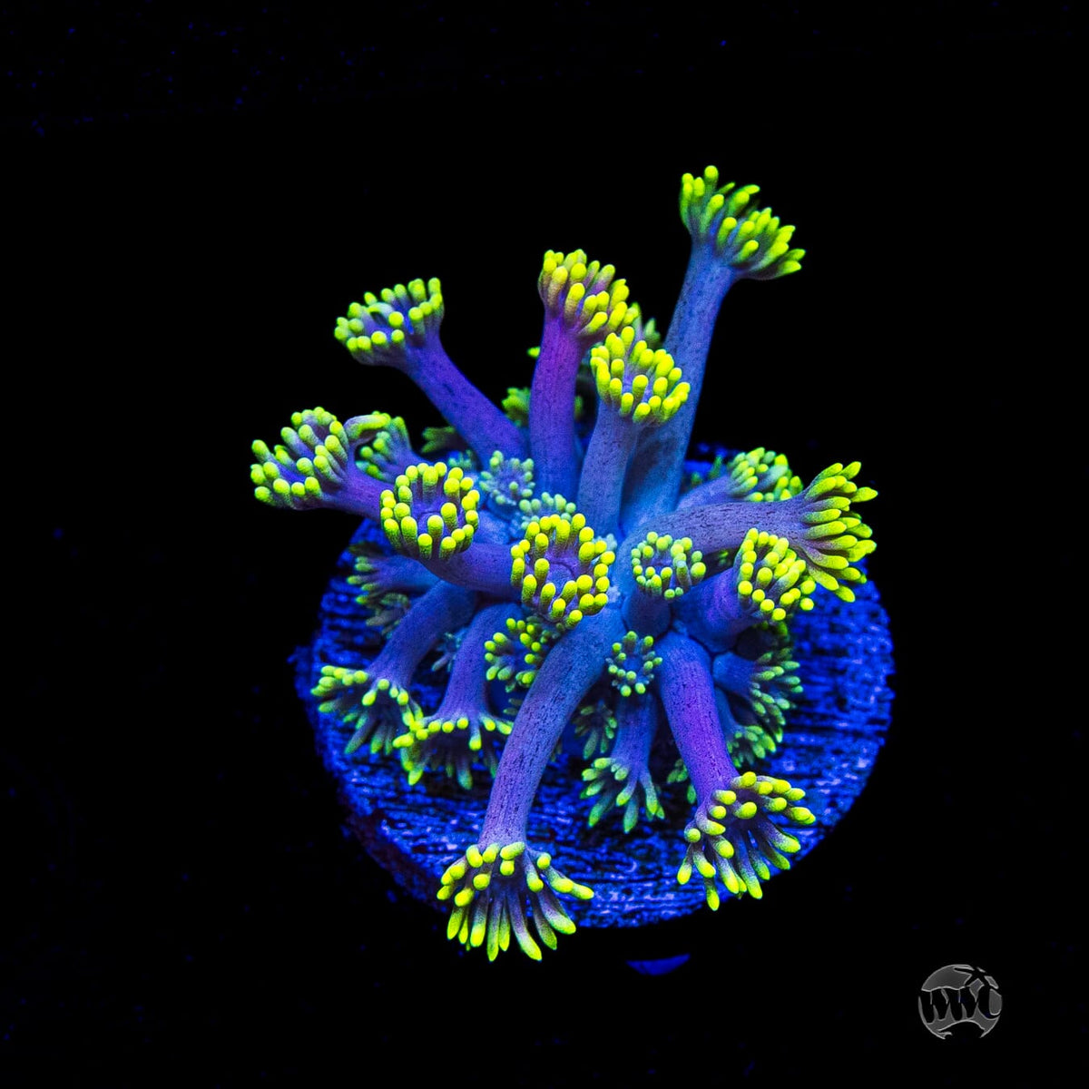 WWC Hail Hydra Goniopora
