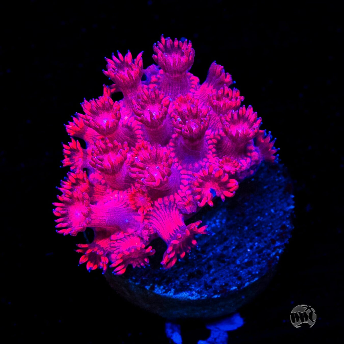 WWC Cherry Red Goniopora