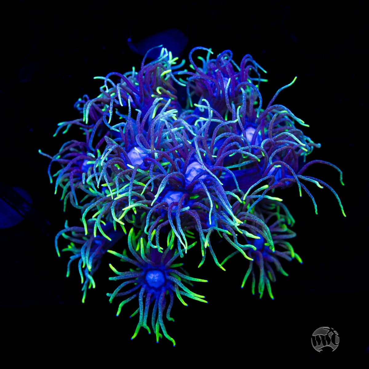 WWC Witches Fingers Goniopora