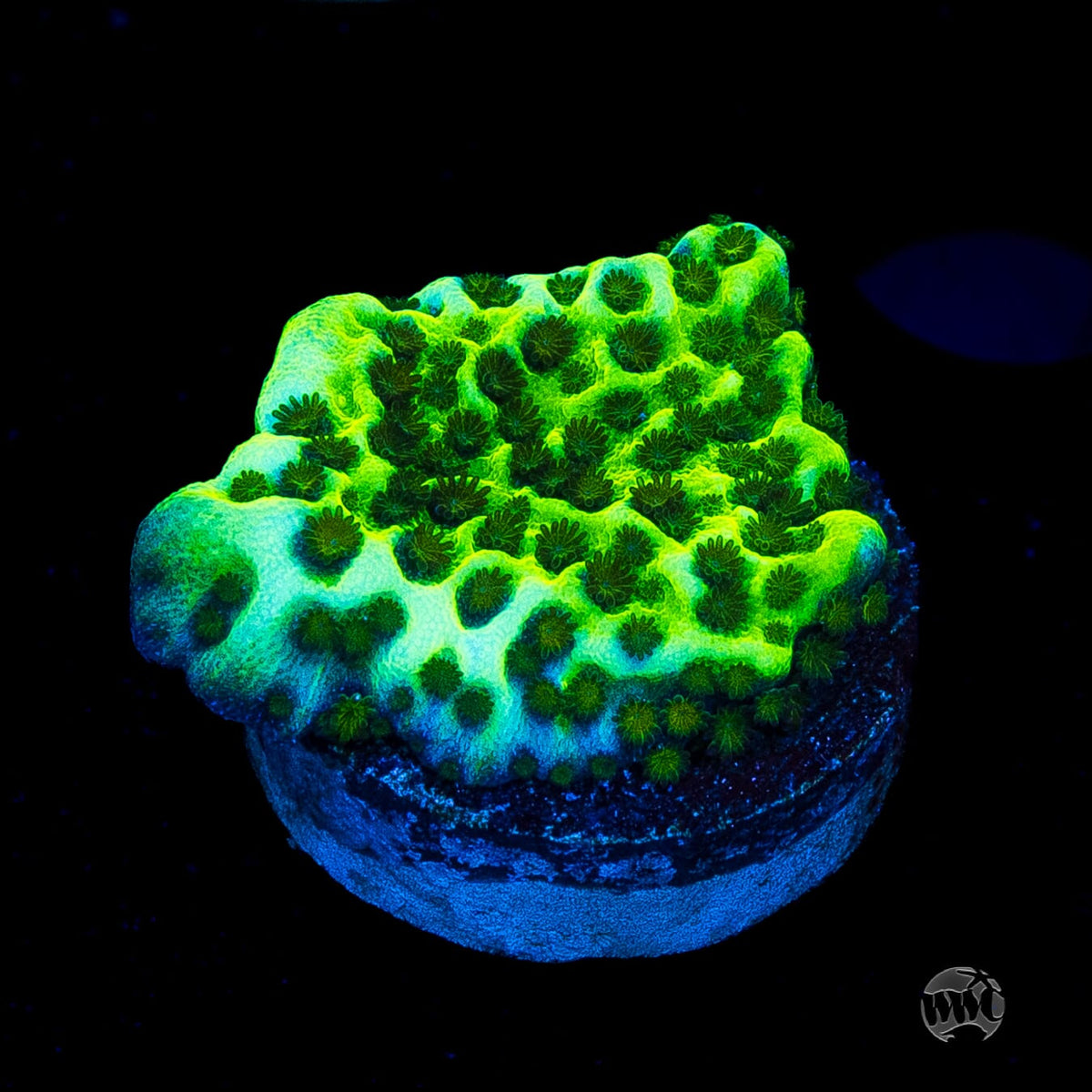Neon Spongodes Montipora