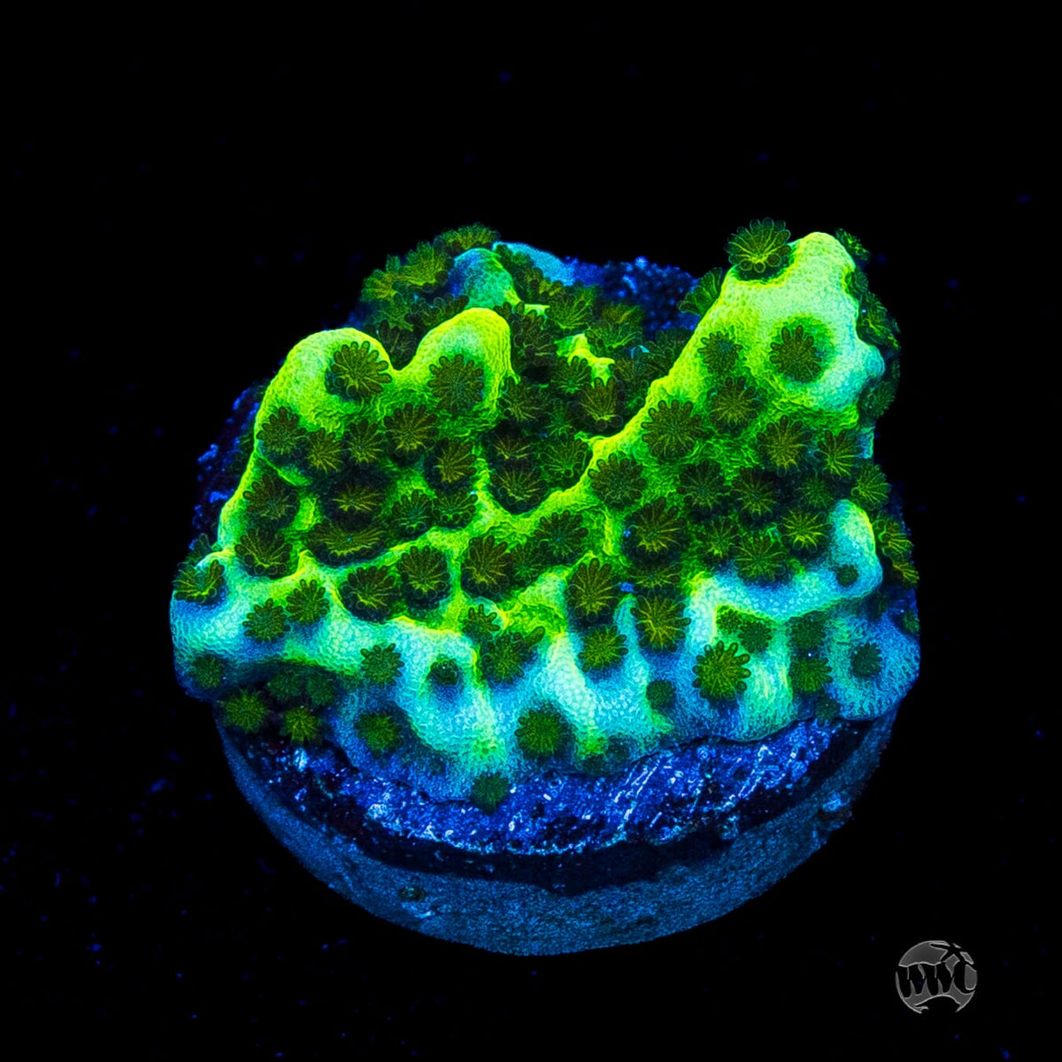 Neon Spongodes Montipora