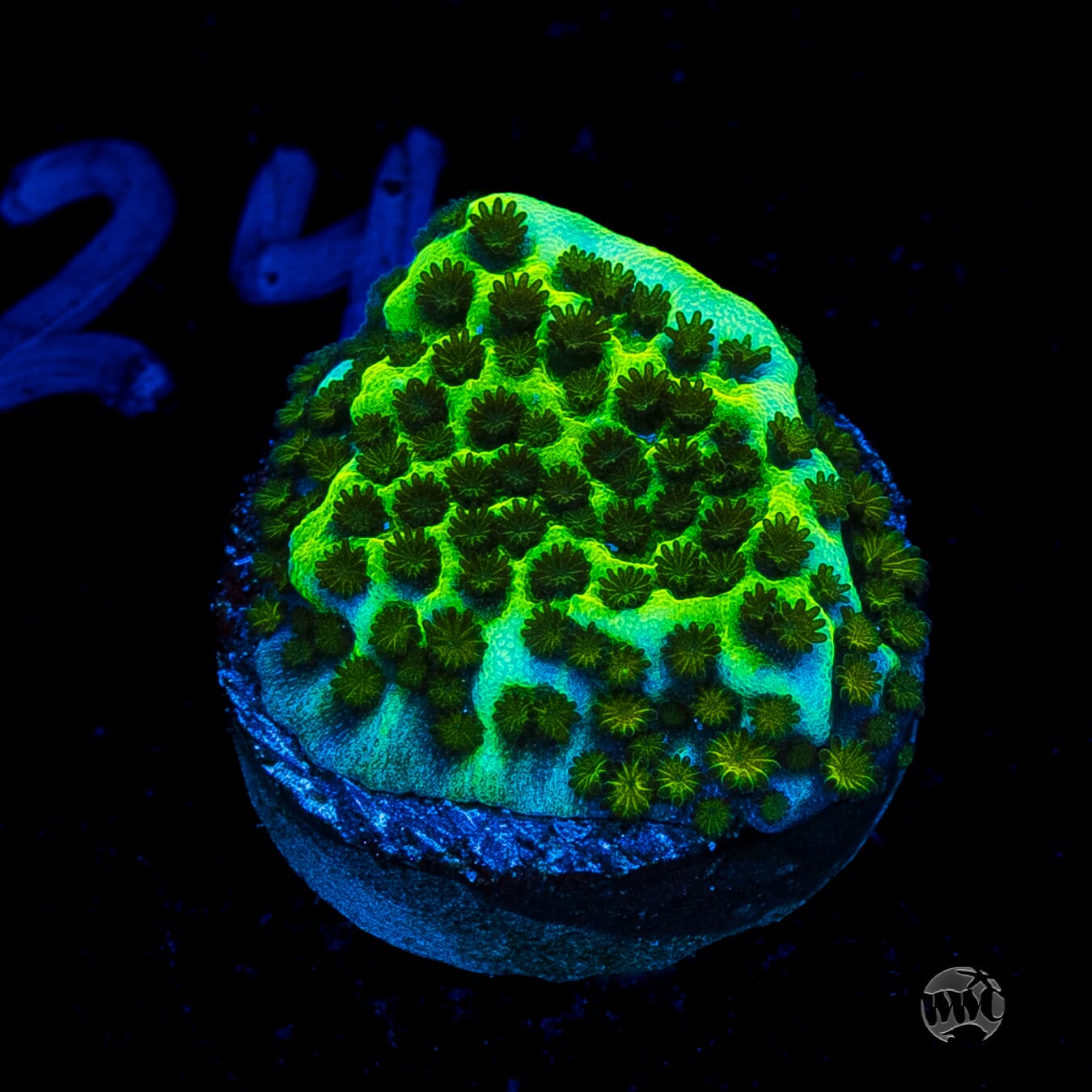 Neon Spongodes Montipora