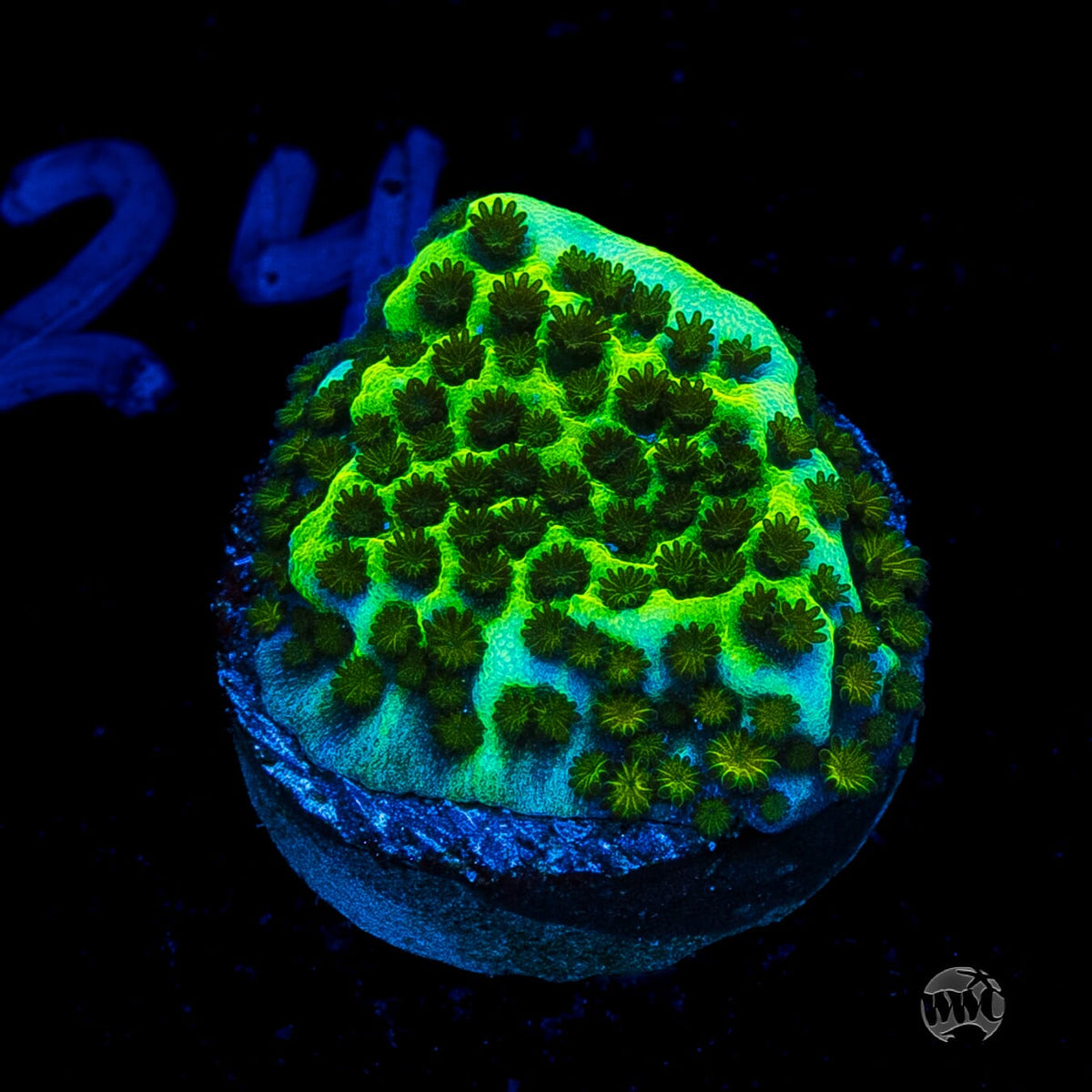 Neon Spongodes Montipora