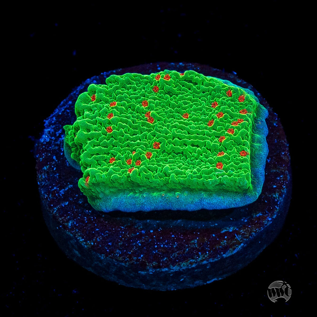 Seasons Greetings Montipora