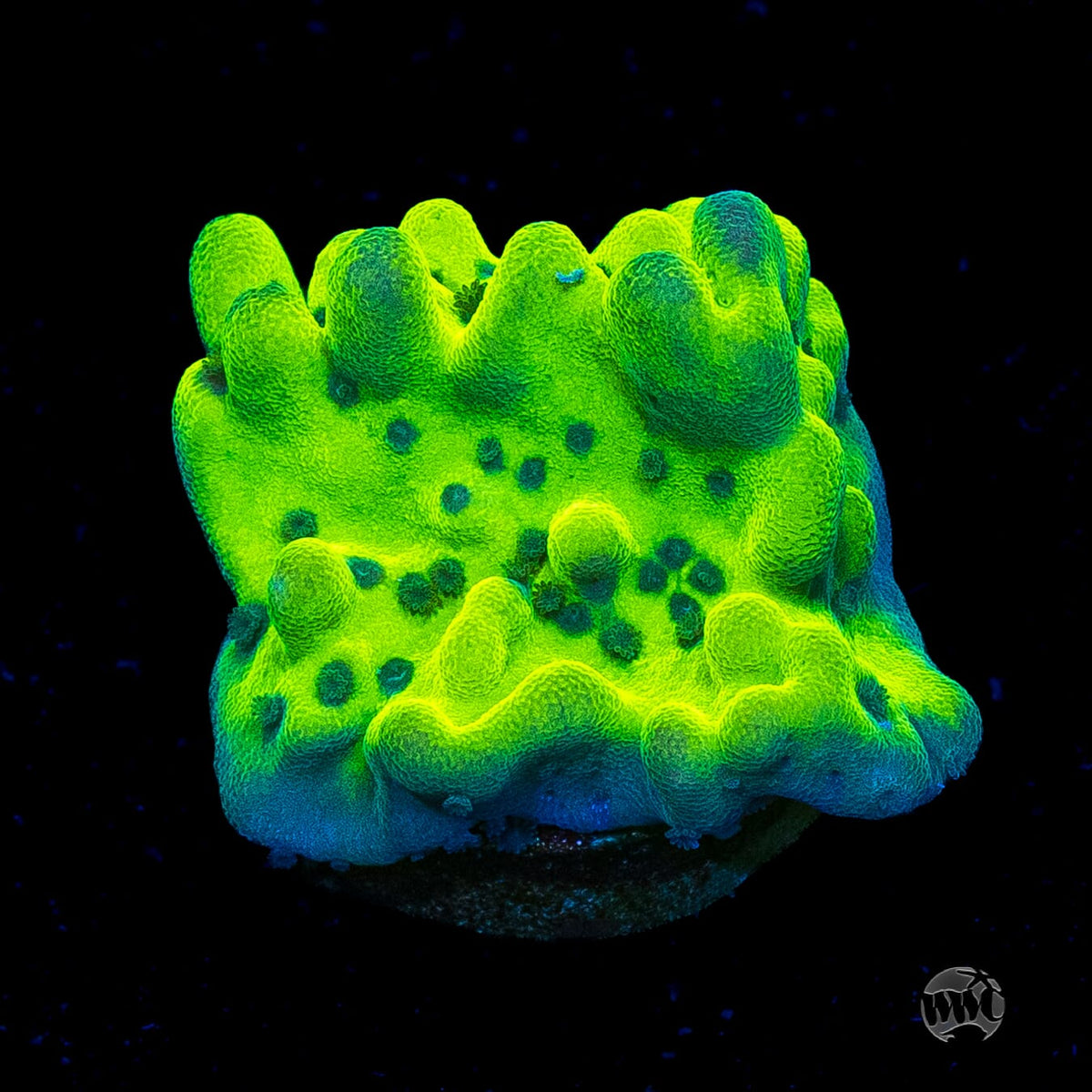 WWC Lucky Charmz Montipora