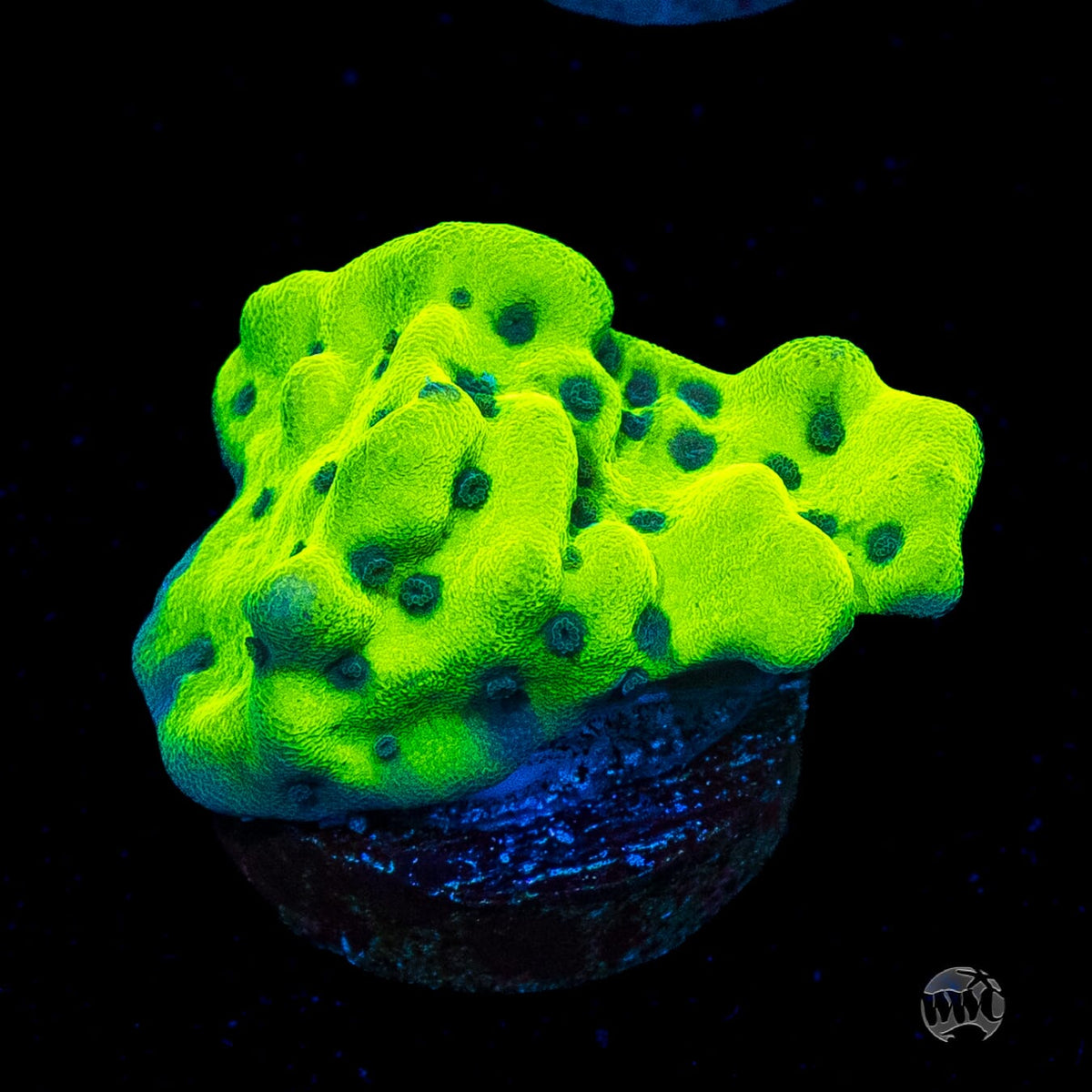 WWC Lucky Charmz Montipora