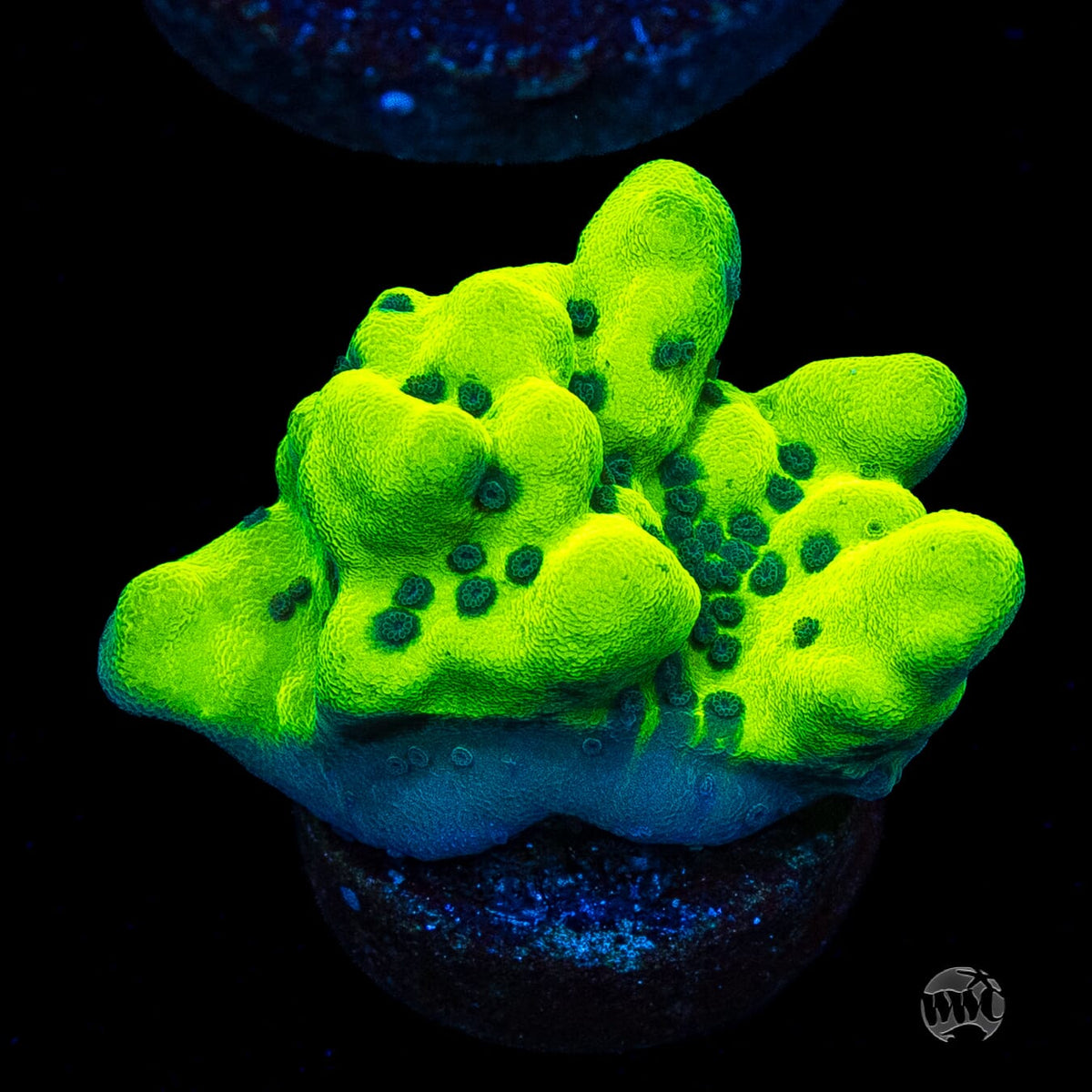 WWC Lucky Charmz Montipora