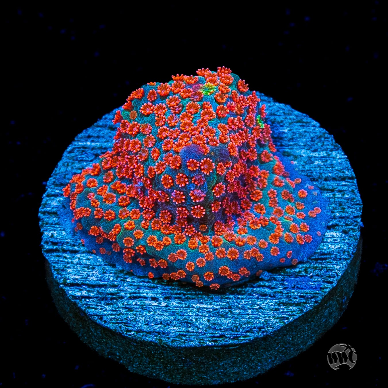 Jason Fox Dizzy Spell Montipora