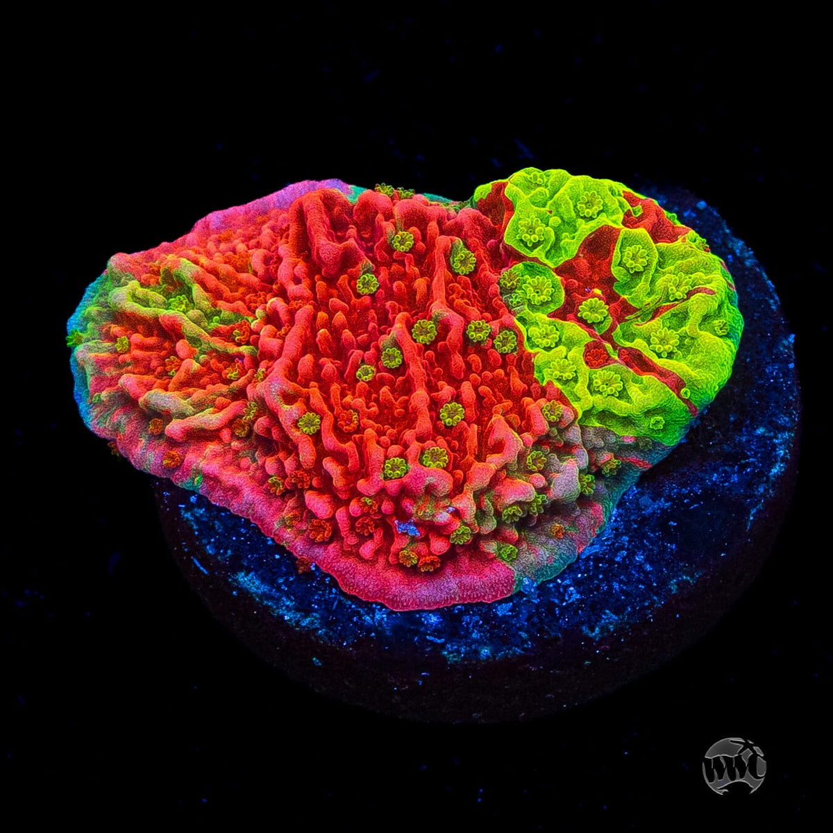 WWC Triple Threat Grafted Montipora