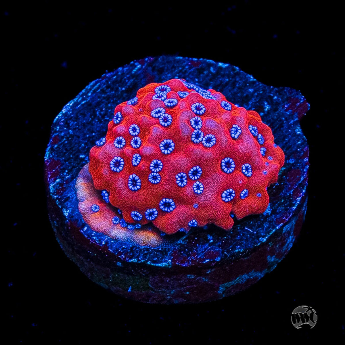 WWC Frost Mage Montipora