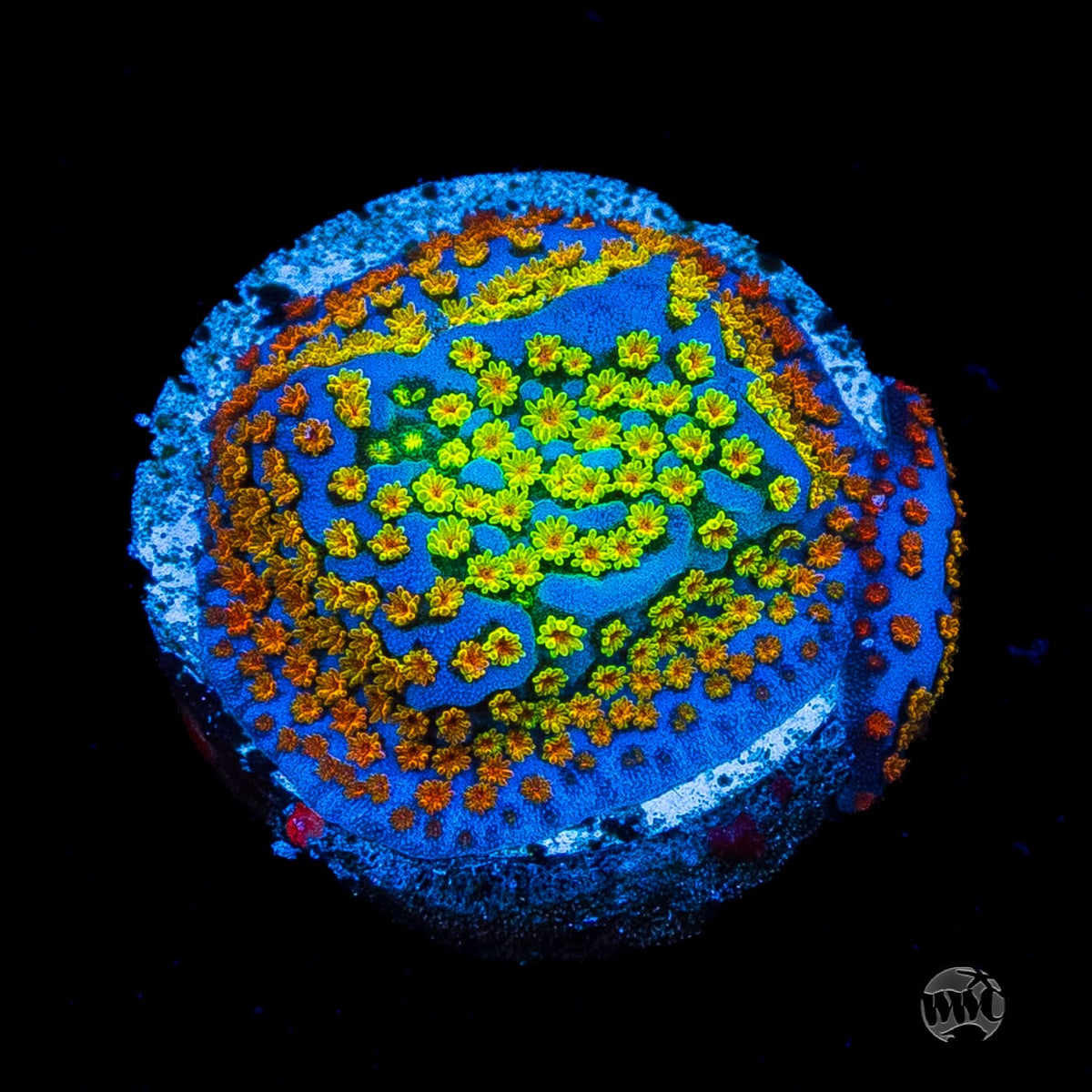 Jason Fox Fruity Pebbles Montipora