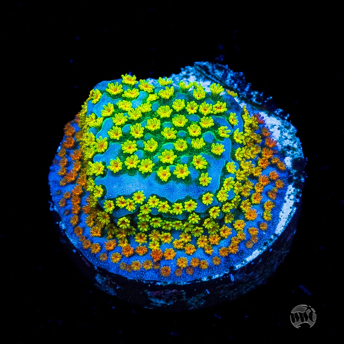 Jason Fox Fruity Pebbles Montipora