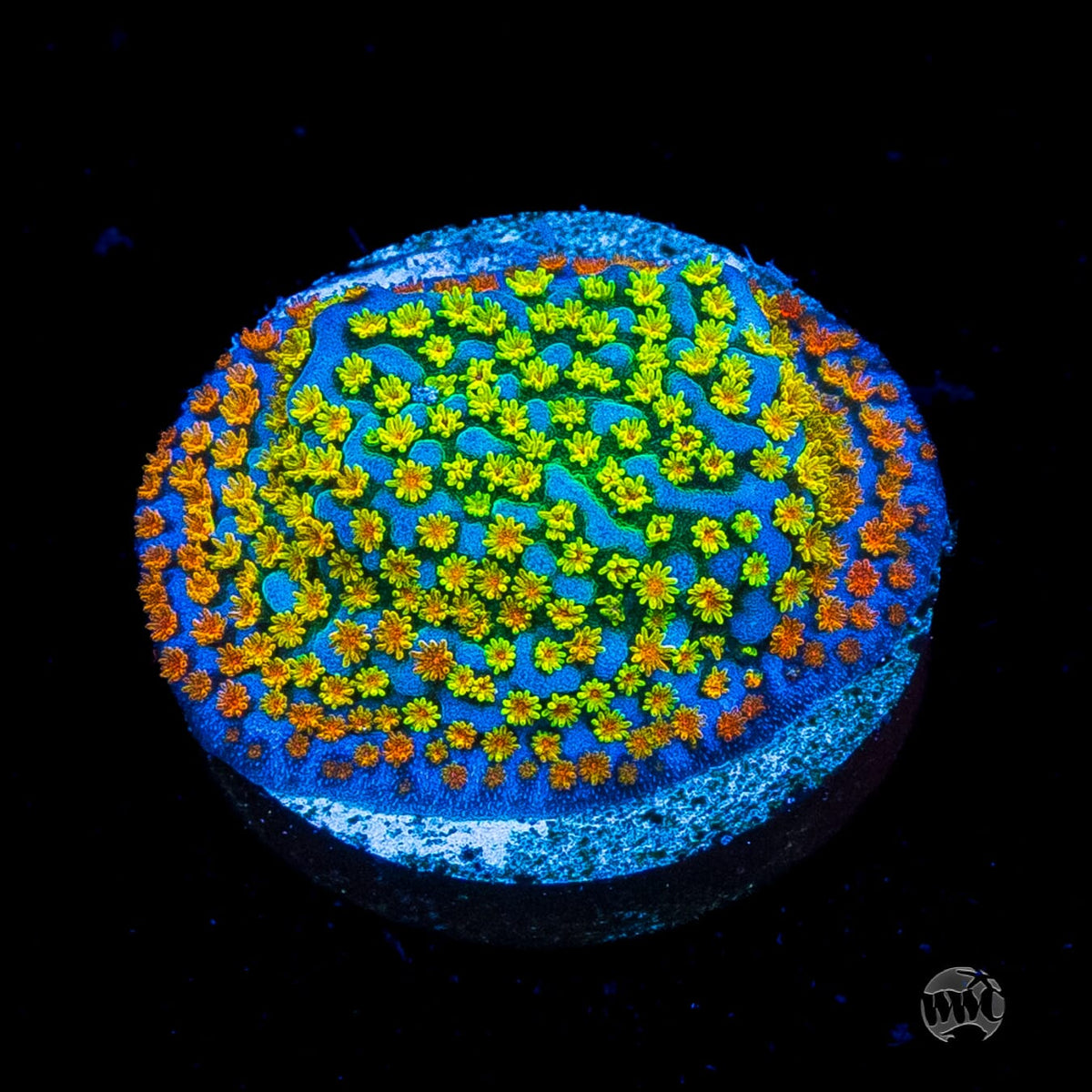Jason Fox Fruity Pebbles Montipora