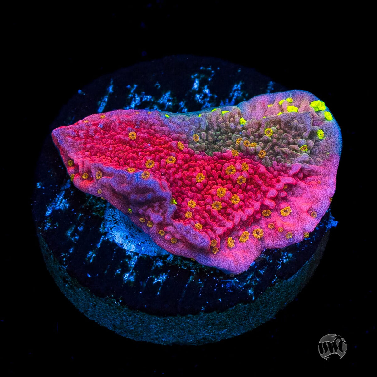 WWC Sunfire Grafted Cap Montipora