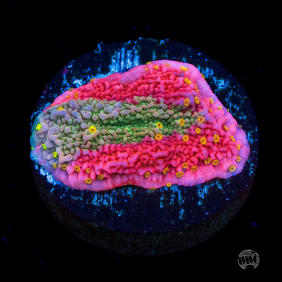 WWC Sunfire Grafted Cap Montipora