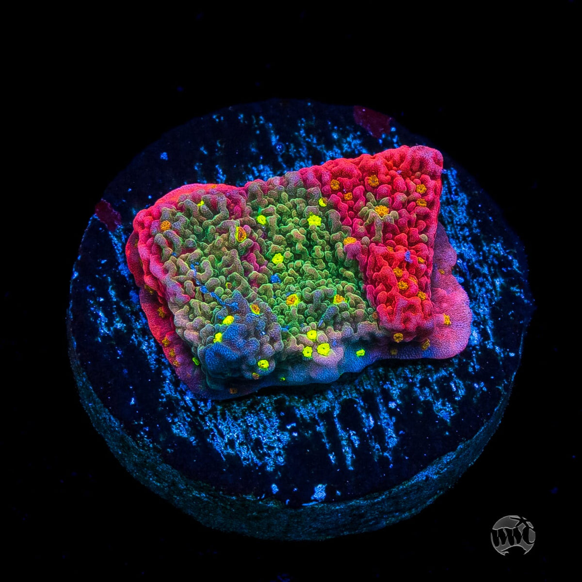 WWC Sunfire Grafted Cap Montipora