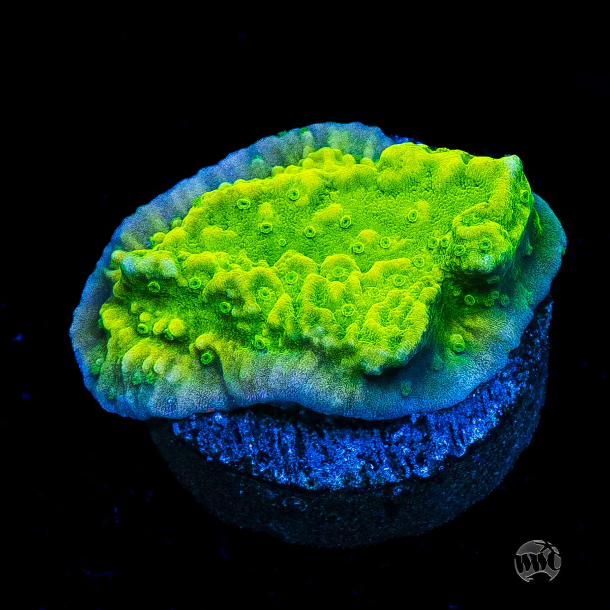 WWC Money Shot Montipora