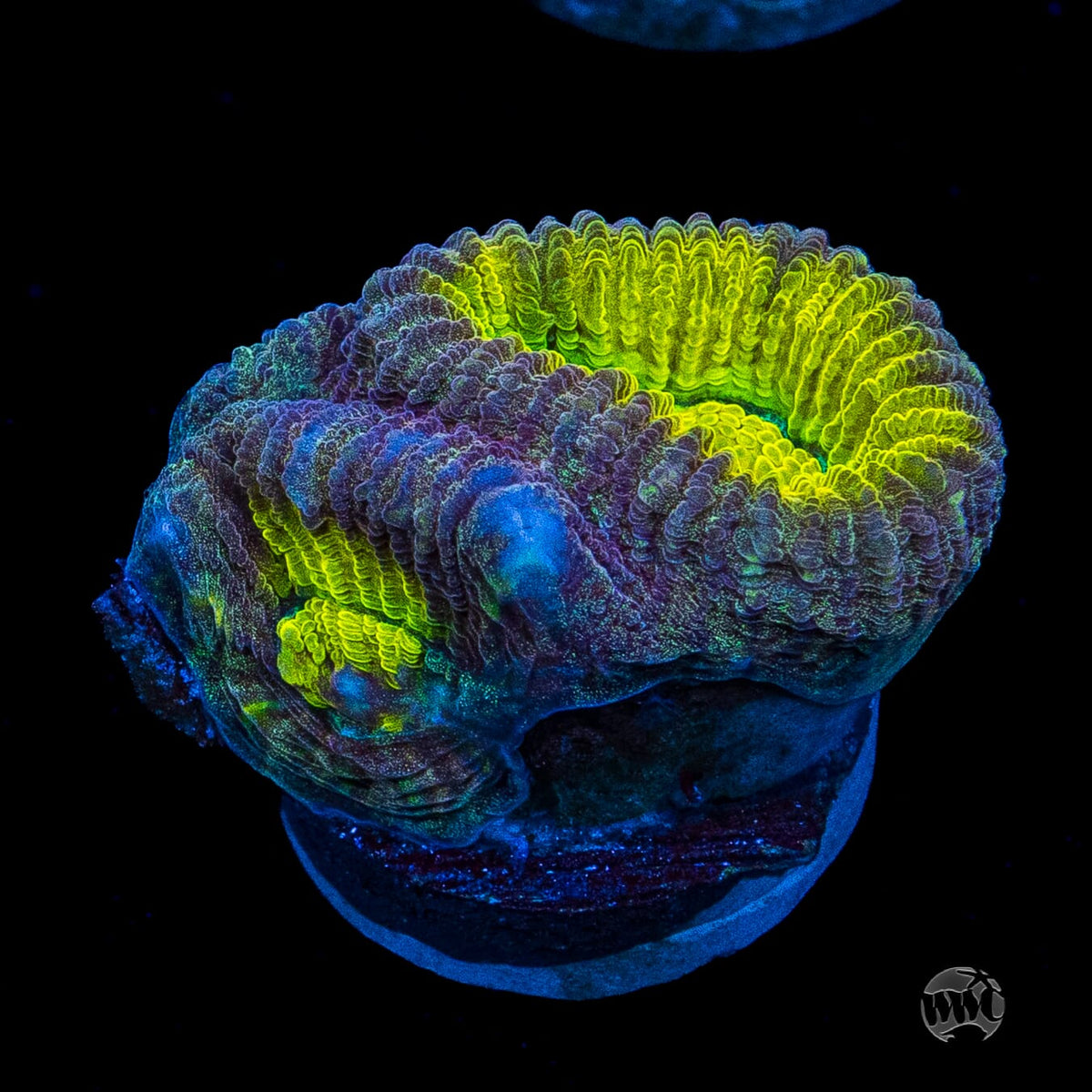 Golden Egg Favia