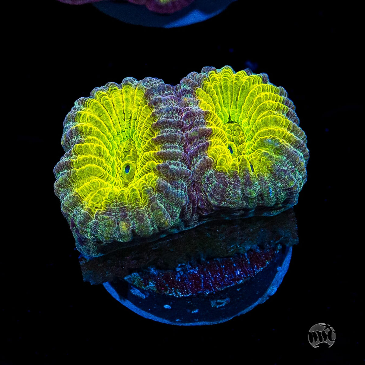 Golden Egg Favia
