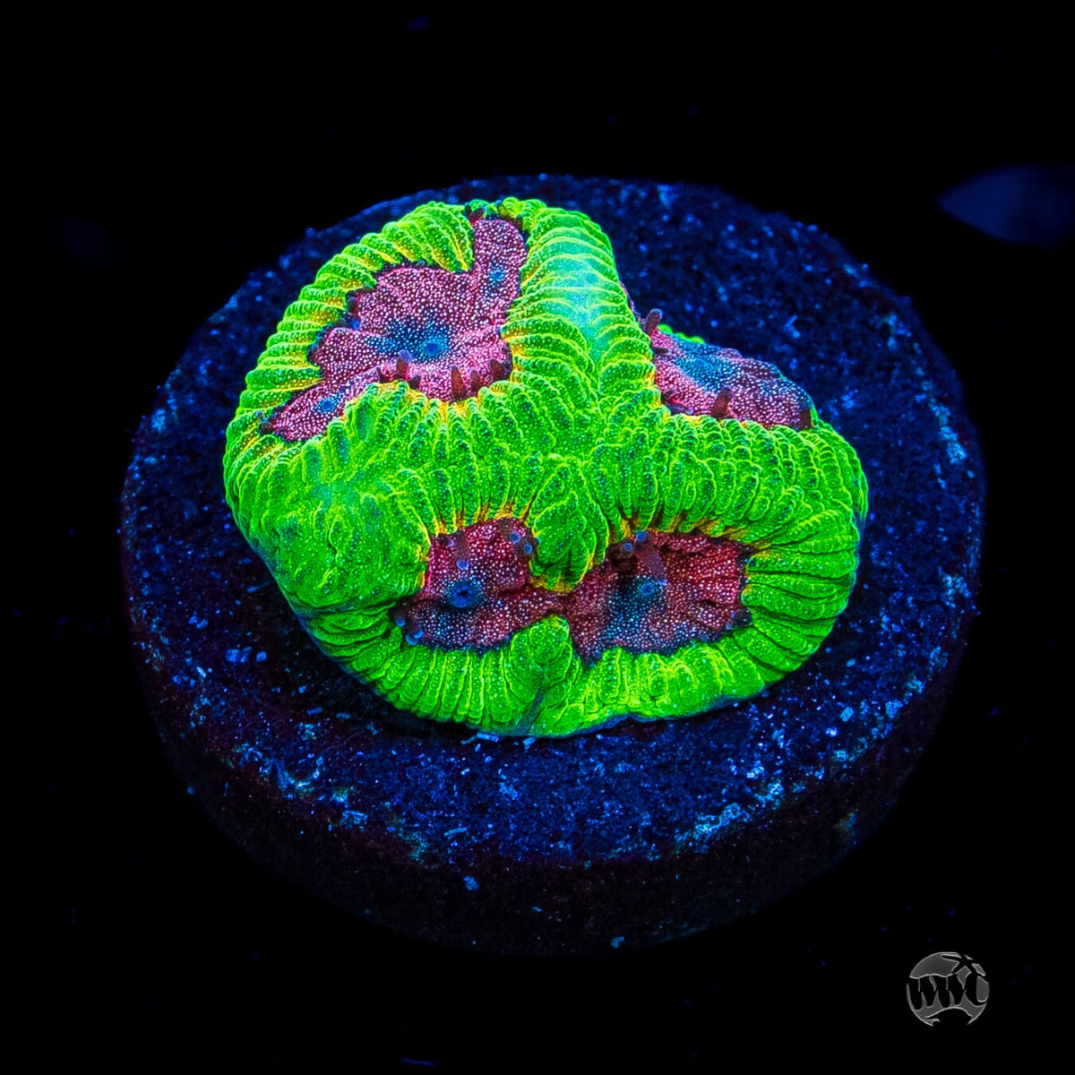 WWC Brimstone Platygyra