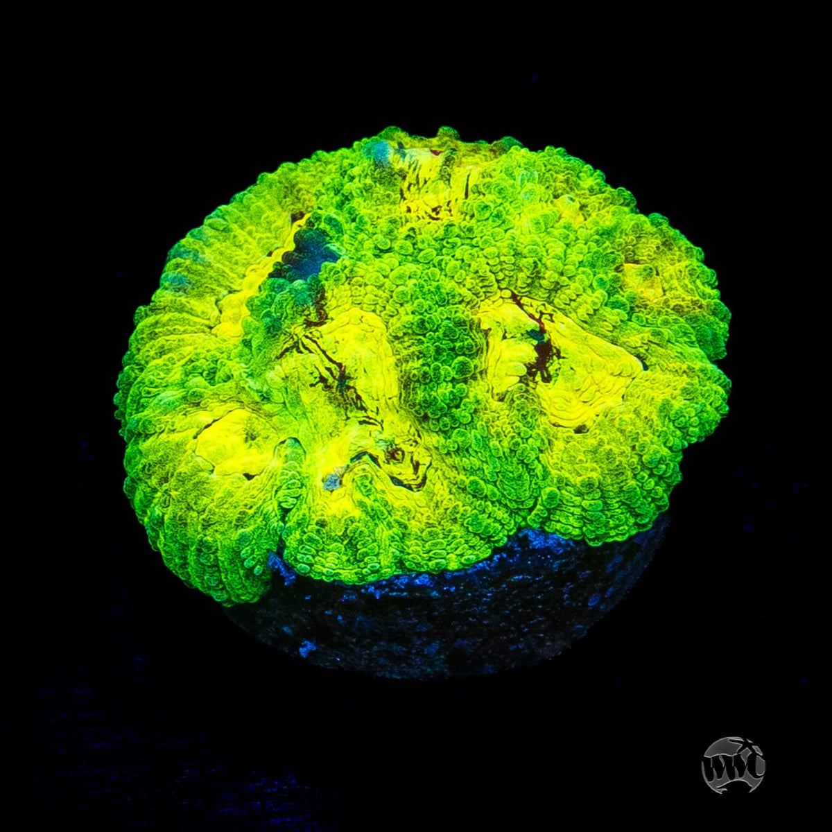 WWC Acid Venom Favia