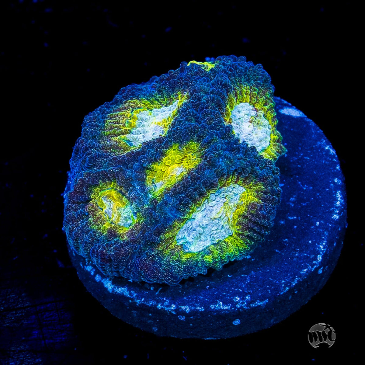 Blue Lobster Favia