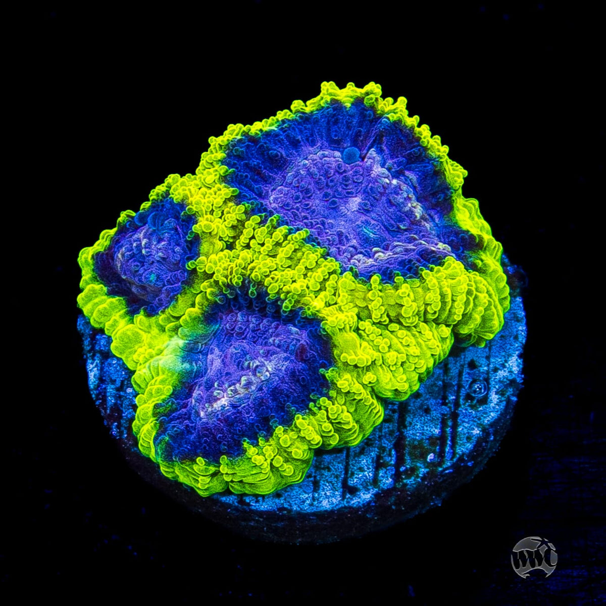 WWC Space Monkey Favia