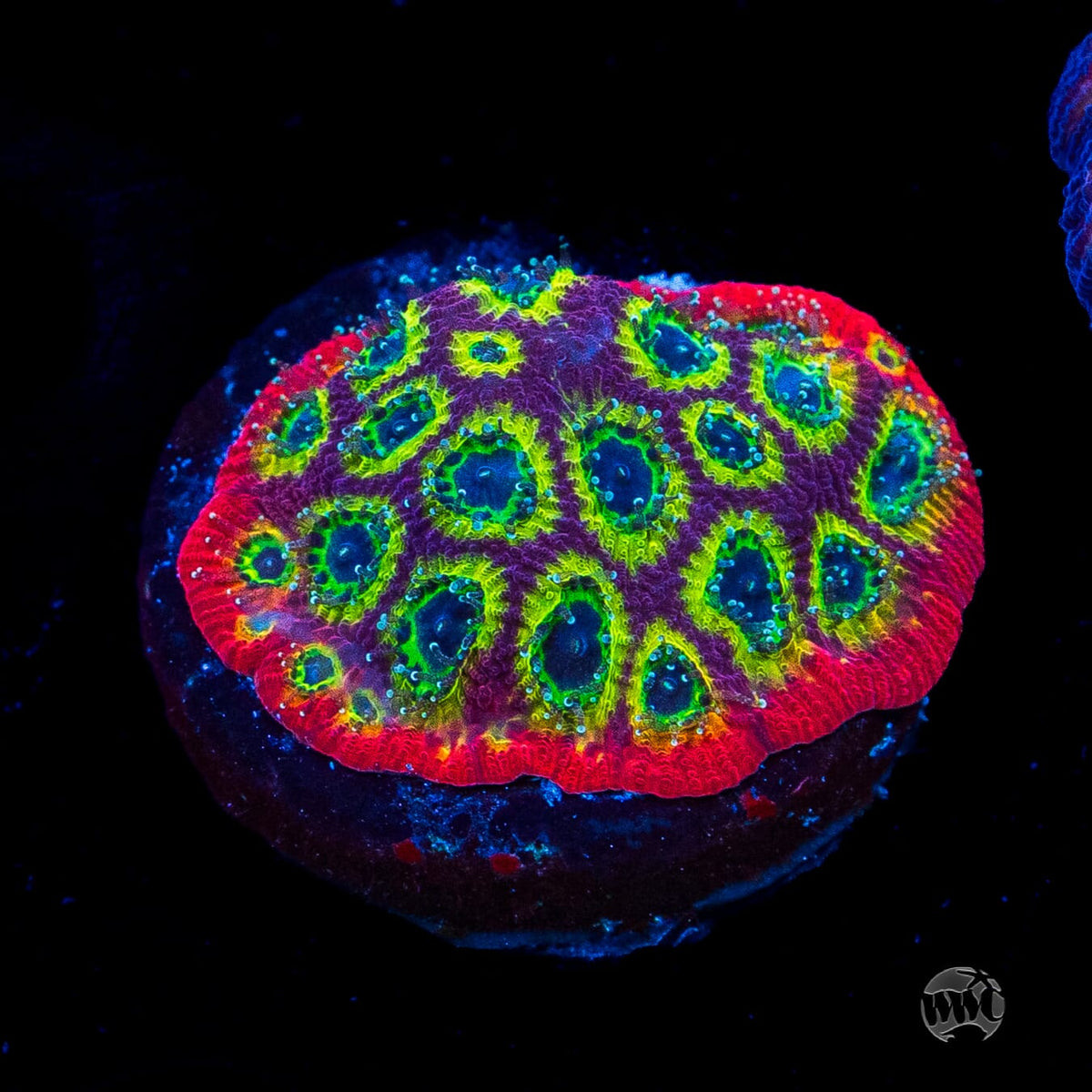Jason Fox Sector 001 Favites
