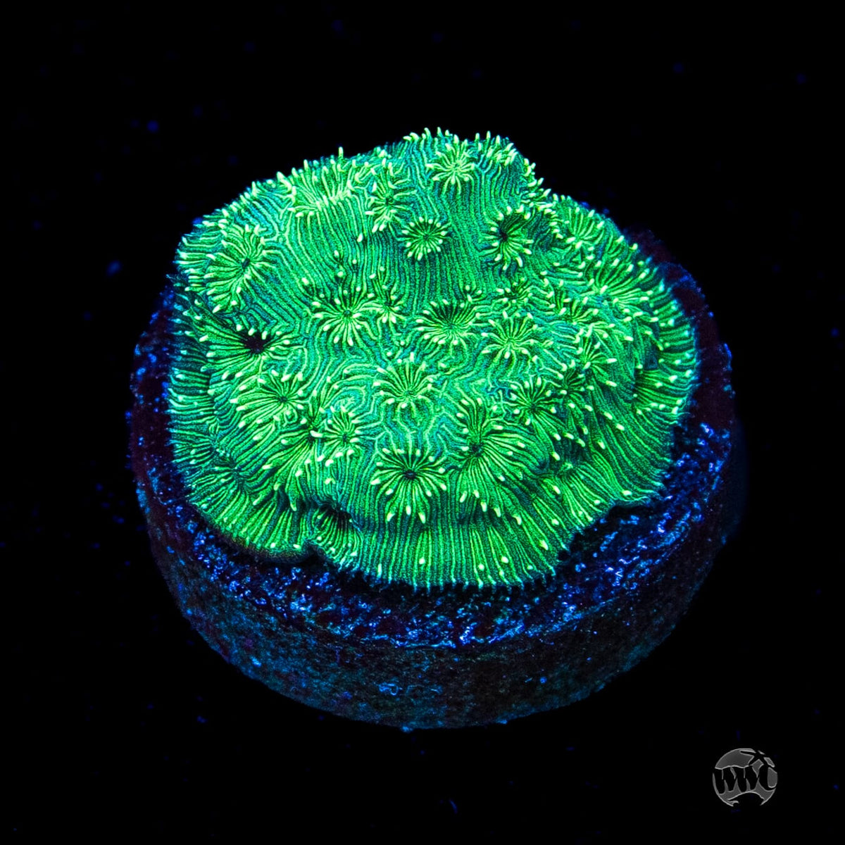 WWC Emerald Pavona
