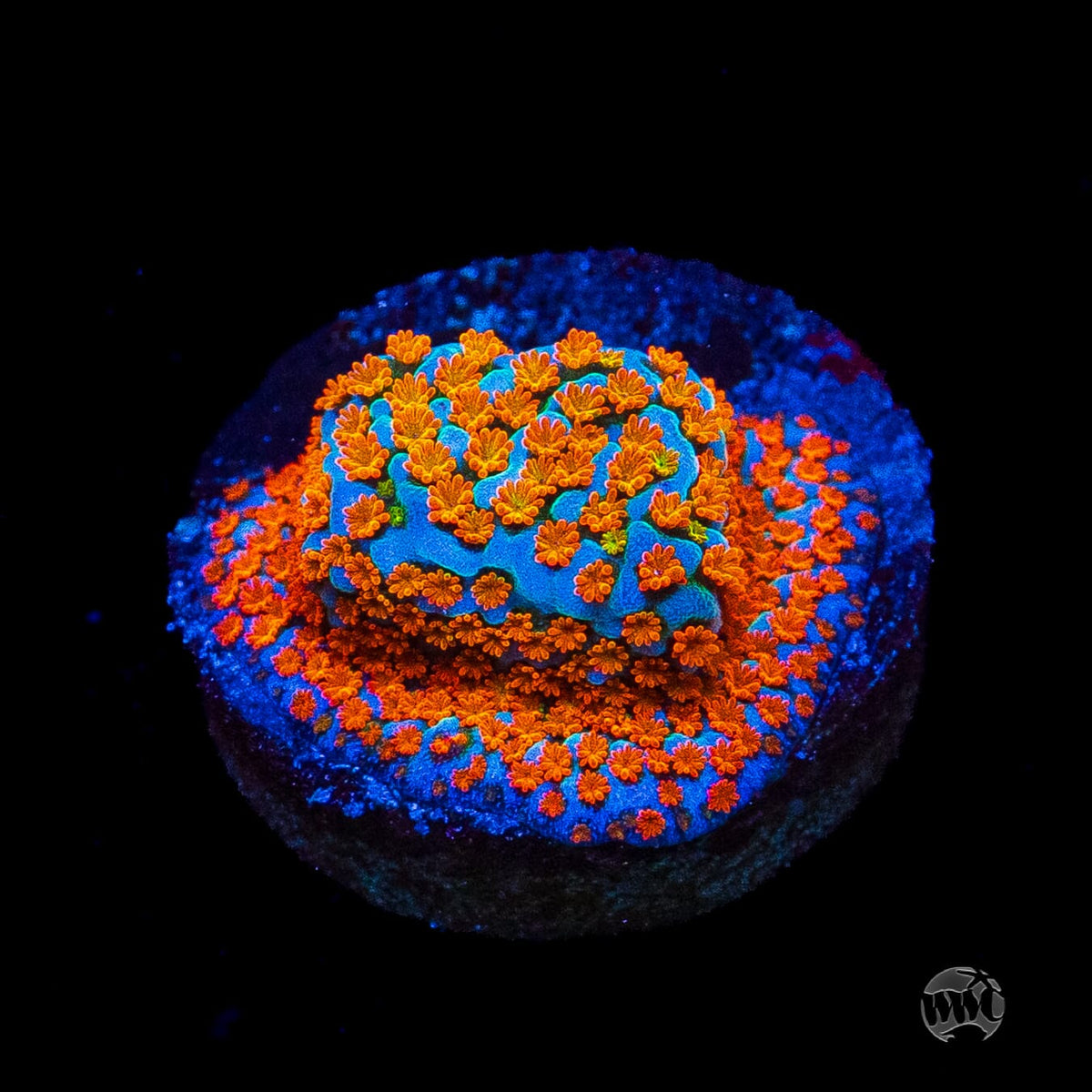 Jason Fox Fruity Pebbles Montipora