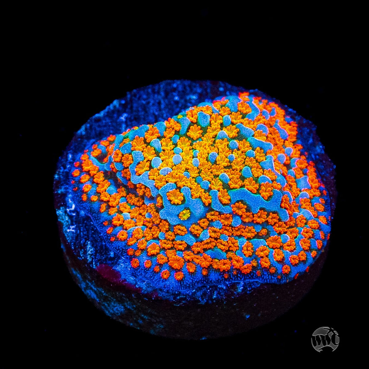Jason Fox Fruity Pebbles Montipora